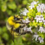 Grubenhummel