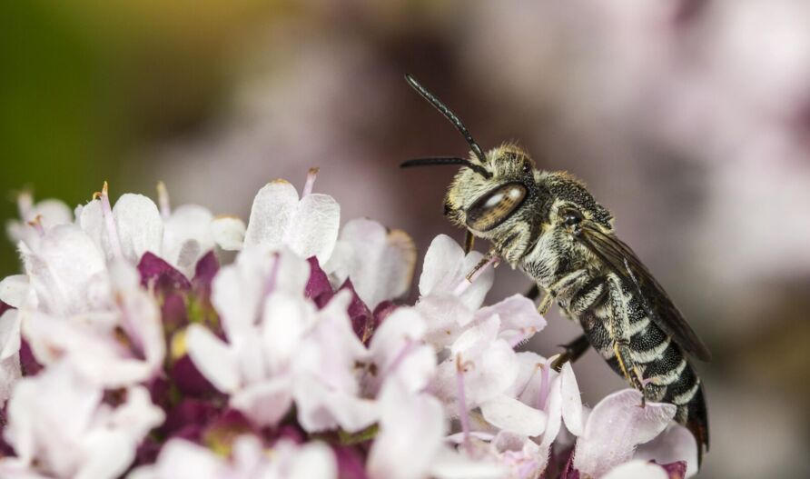 Stacheltragende Kegelbiene (Coelioxys echinatus), eine Wildbiene