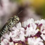 Stacheltragende Kegelbiene (Coelioxys echinatus)
