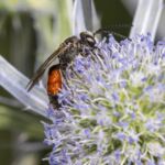 Platterbsen-Mörtelbiene