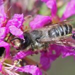 Weidenröschen-Blattschneiderbiene