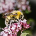 Helle Erdhummel (Bombus lucorum)