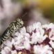 Stacheltragende Kegelbiene (Coelioxys echinatus)