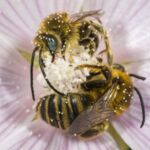 Platterbsen-Mörtelbiene