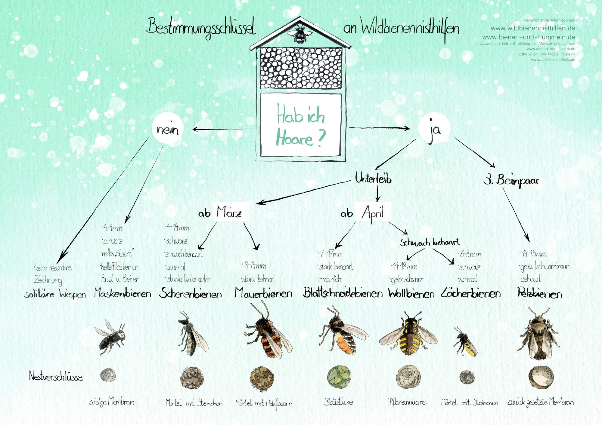 Wildbienen-Bestimmungsschlüssel